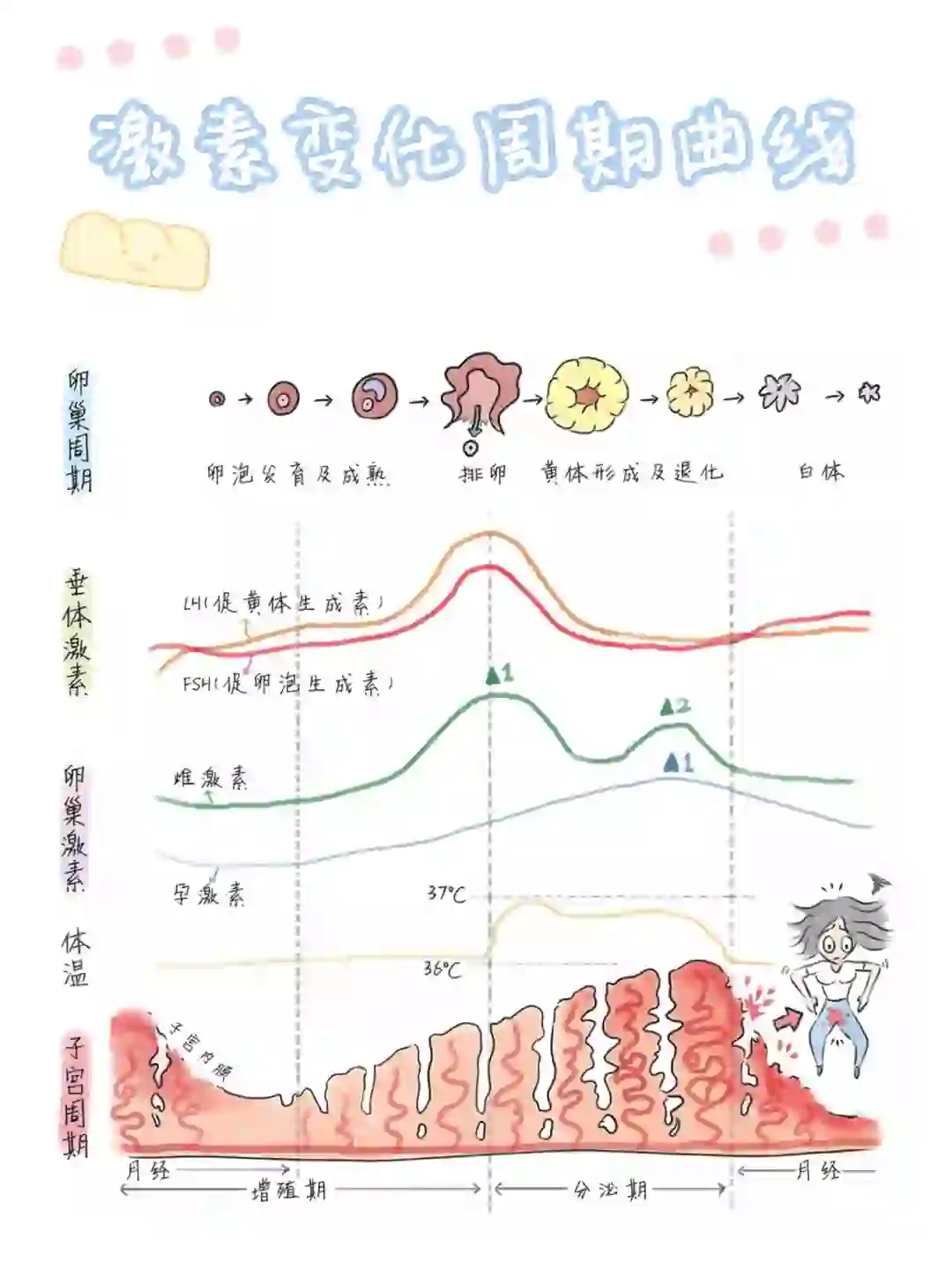 ??‍♀️ 女性激素变化周期曲线与排卵规律