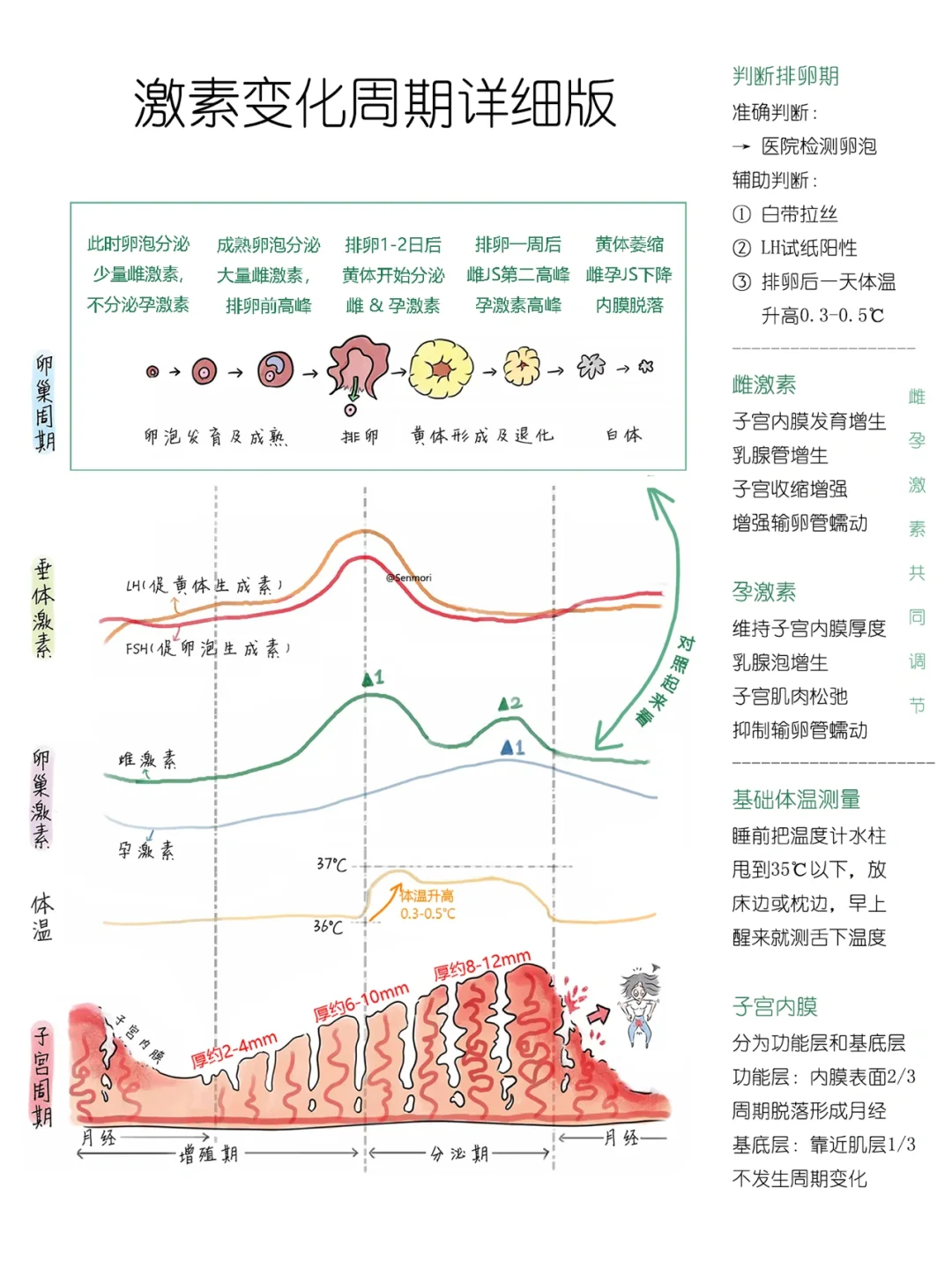 ??‍♀️ 女性激素变化周期曲线与排卵规律