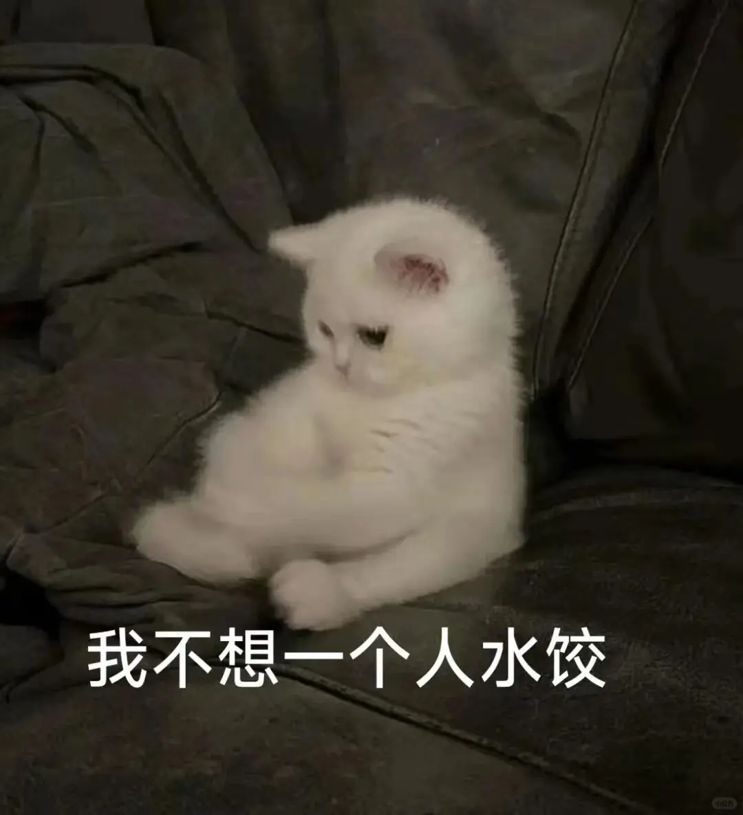 超可爱的猫猫表情包来啦～