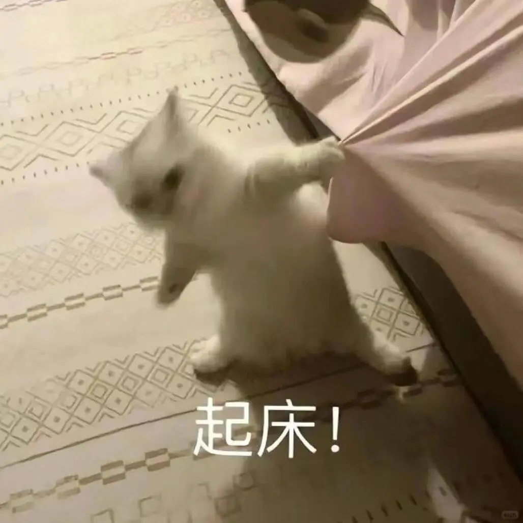 超可爱的猫猫表情包来啦～