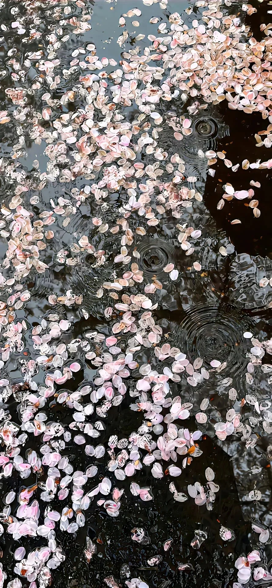 雨中樱花，山色空蒙雨亦奇