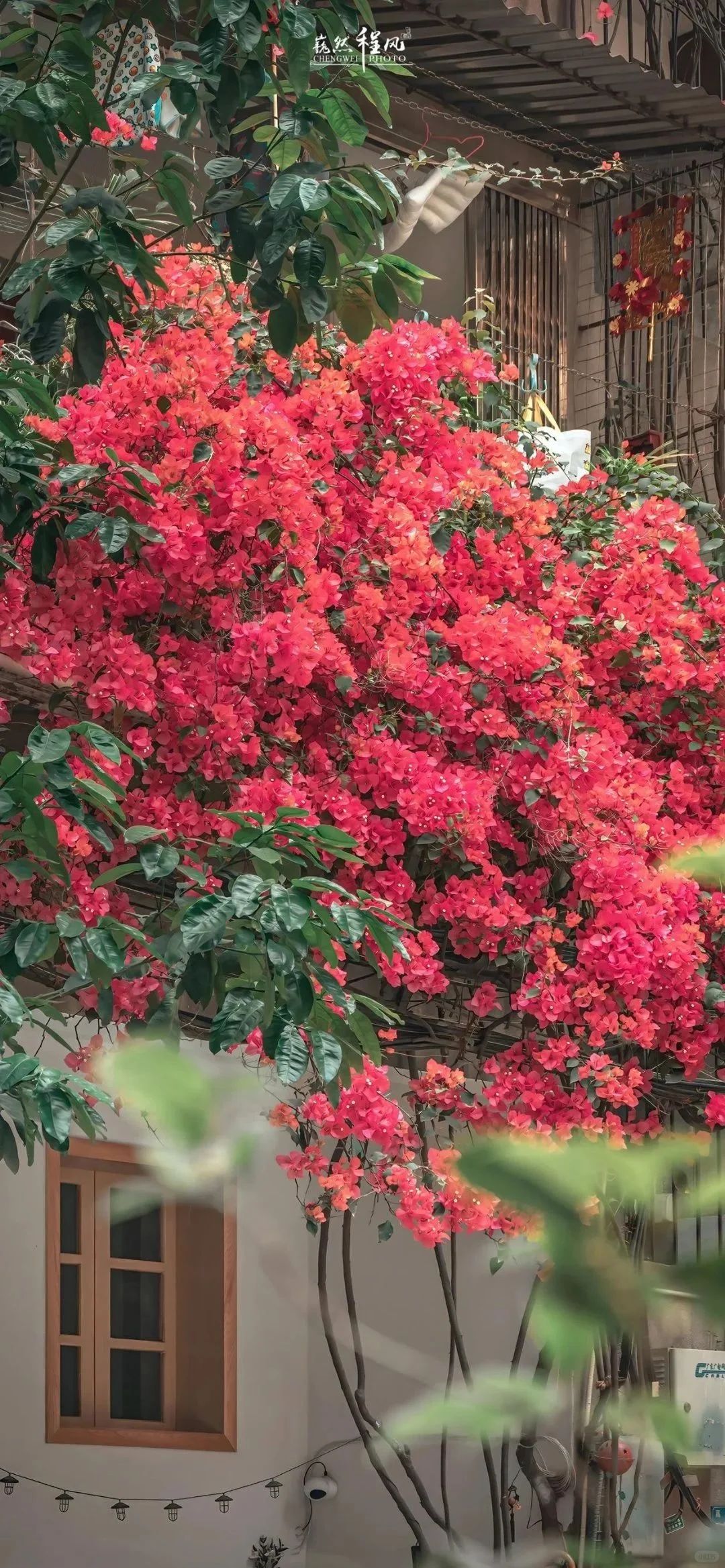 壁纸｜鲜花好运壁纸