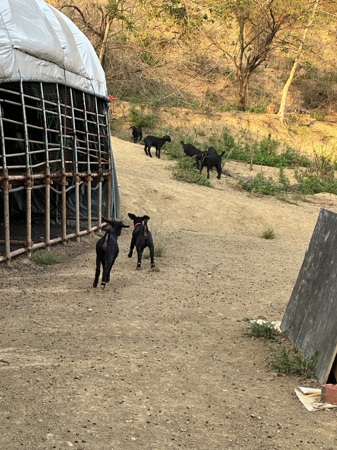 黑山羊不想养了养高山上的羊