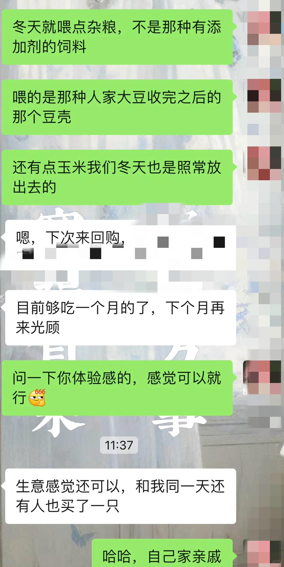 黑山羊不想养了养高山上的羊