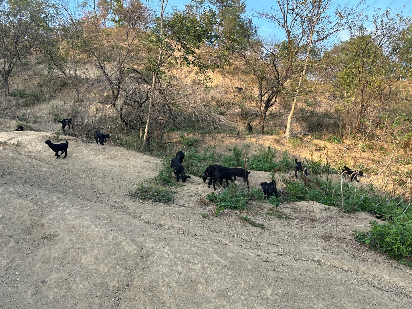 黑山羊不想养了养高山上的羊