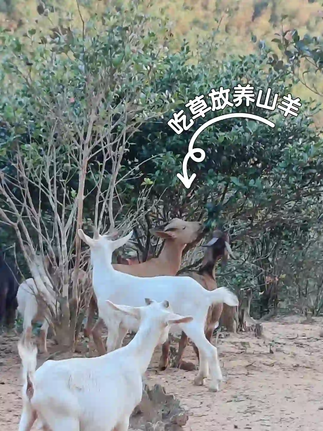 羊咩咩