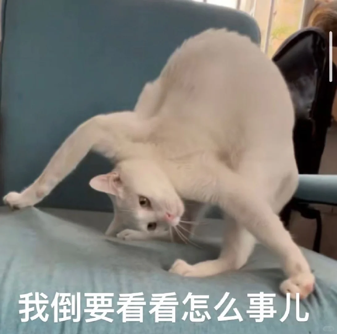 猫猫表情包一堆