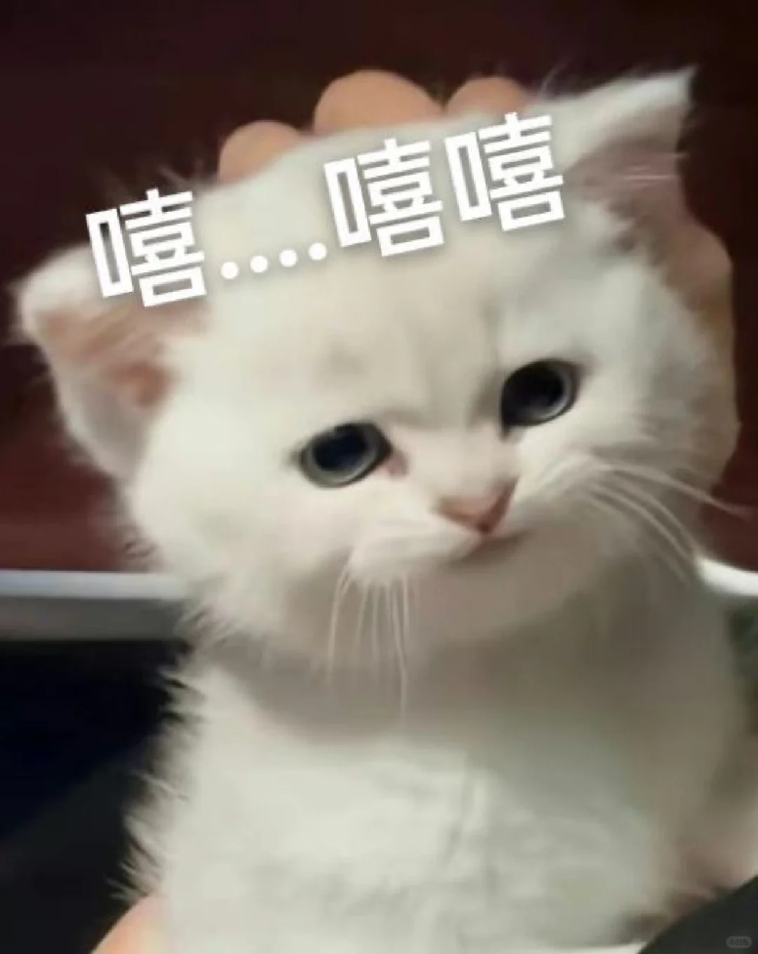 猫猫表情包一堆