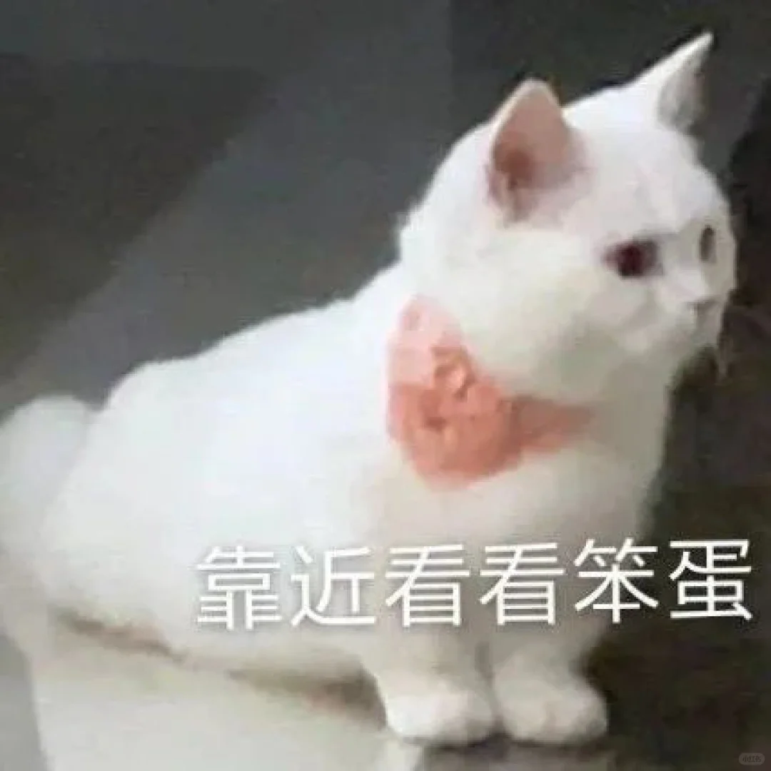 猫猫表情包一堆