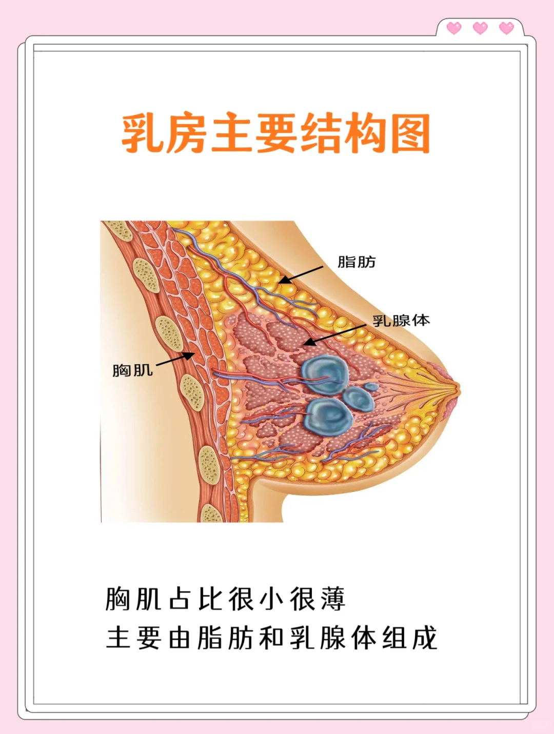 健身练胸的真相，小胸一定要避坑啊