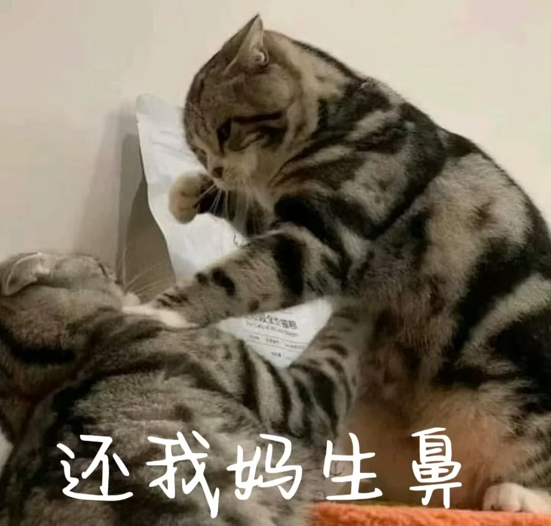 有趣的猫猫表情包，你的快乐猫主导?