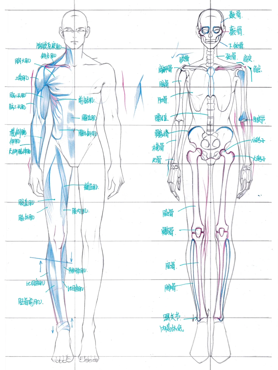 基础课第二集 服装效果图 女人体正背面