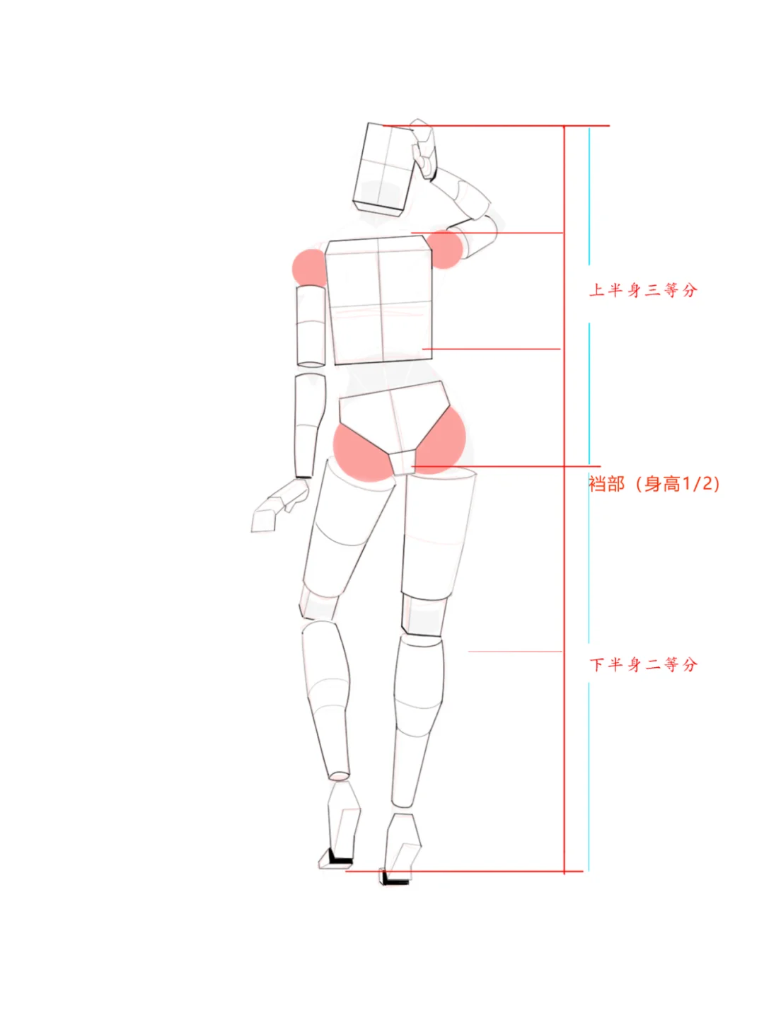 女生透视和比例，体块和肌肉结构解析