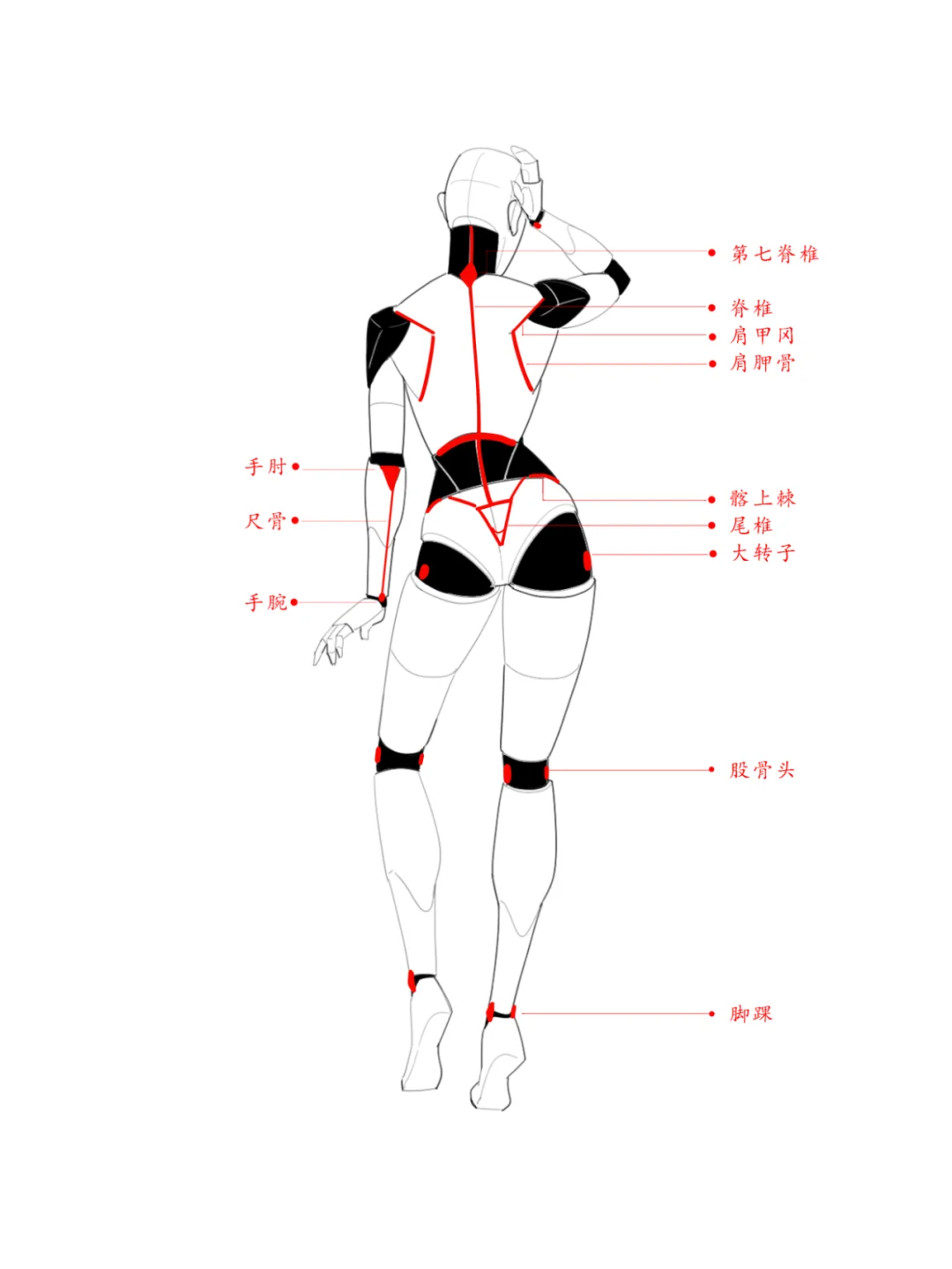 女生透视和比例，体块和肌肉结构解析