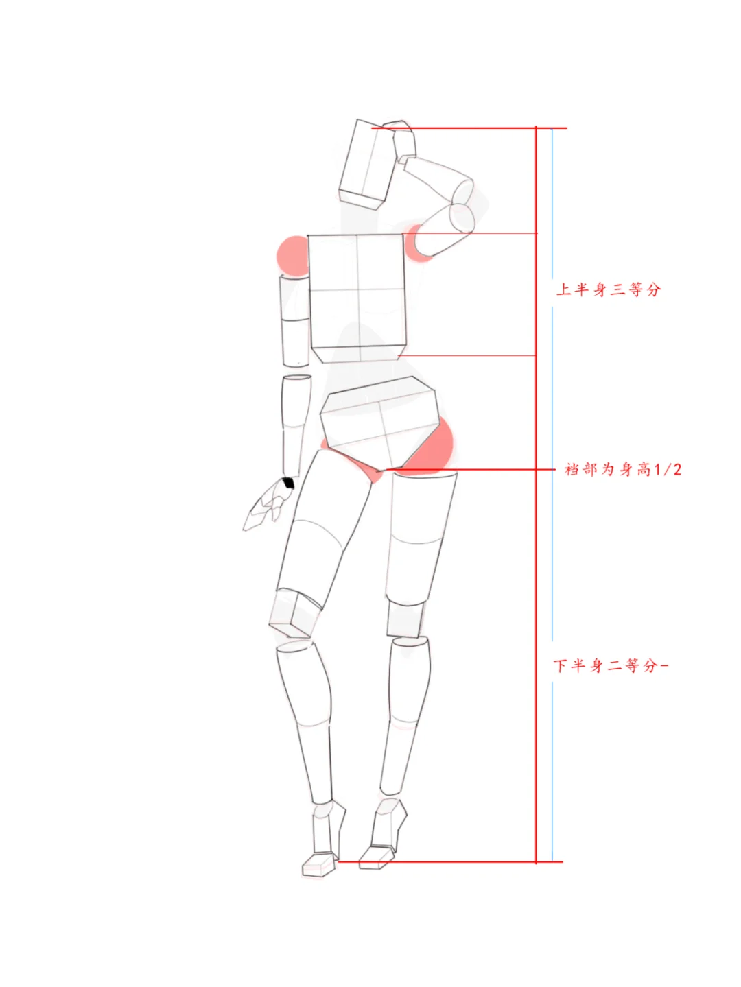 女生透视和比例，体块和肌肉结构解析