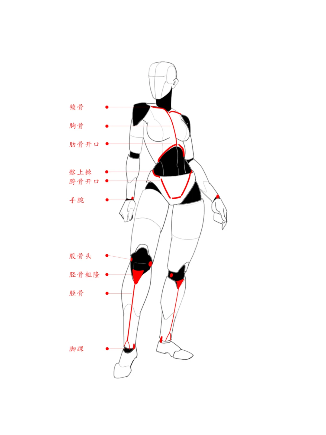 女生透视和比例，体块和肌肉结构解析