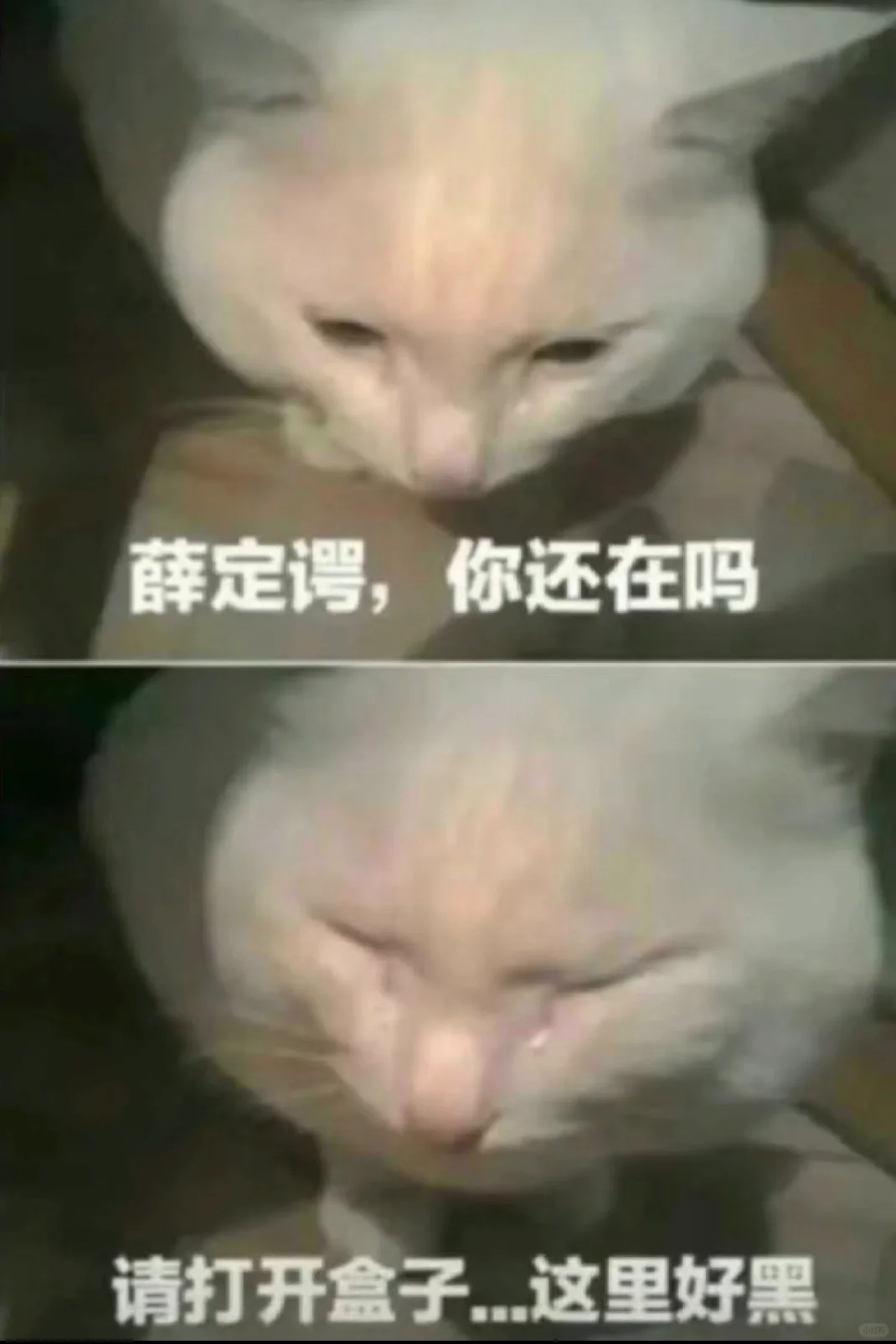 今日份梗图｜当你变成薛定谔的猫猫