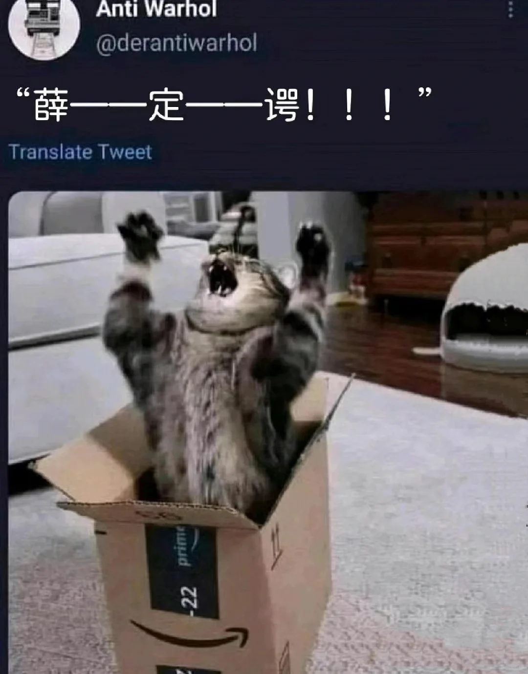 今日份梗图｜当你变成薛定谔的猫猫