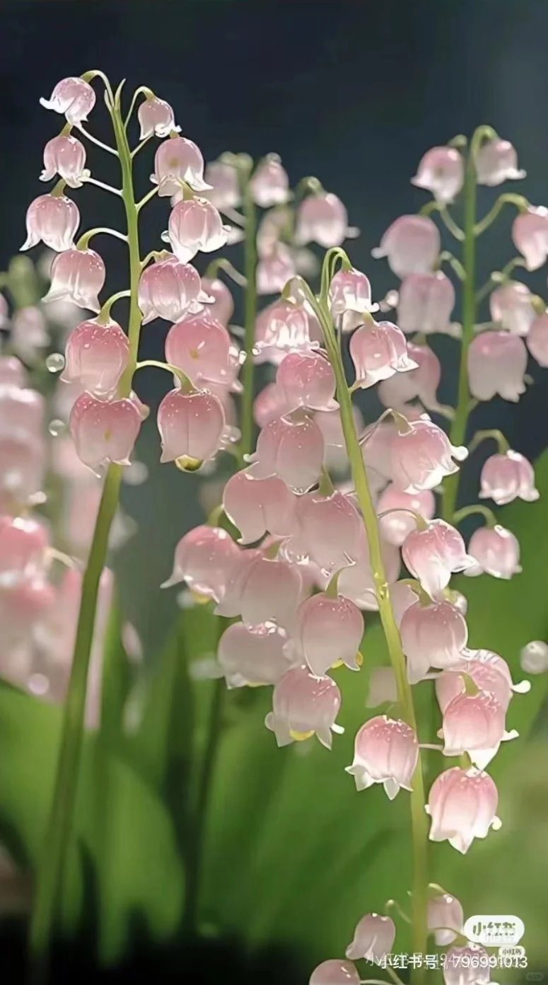 绝美壁纸，最后一张禁止使用（花朵）