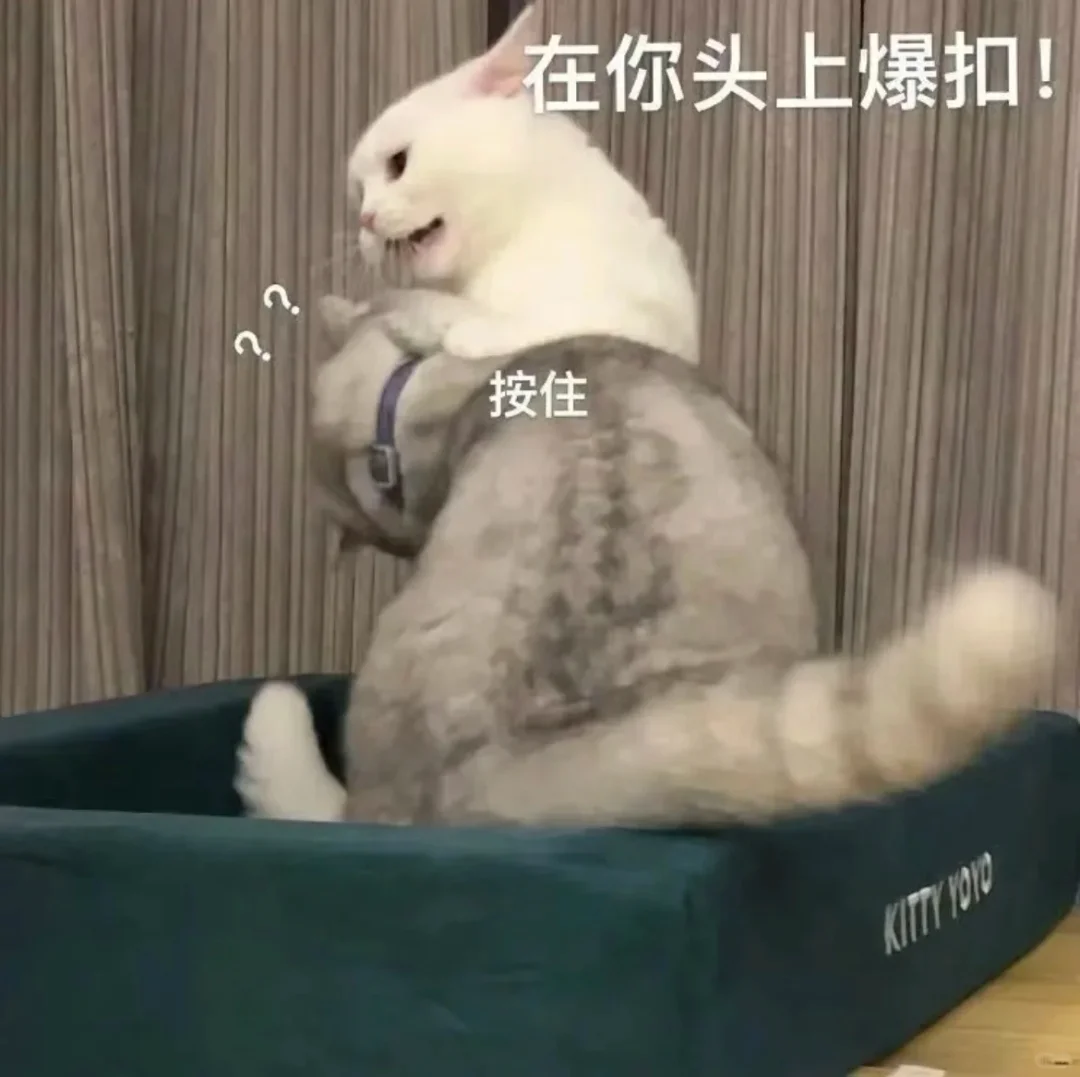 小猫干架表情包合辑2?