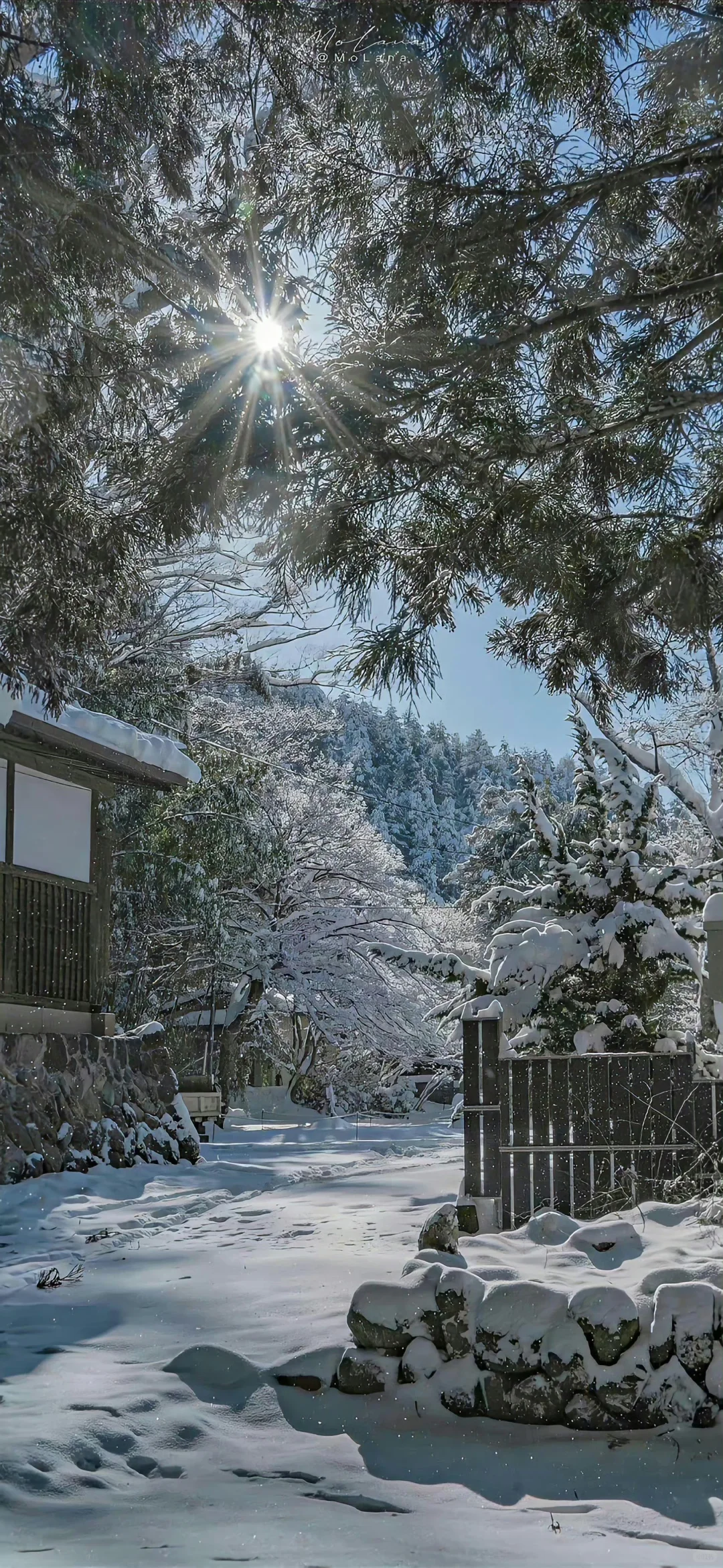 ?壁纸（背景图）｜冬天也有无尽的生命力❄️