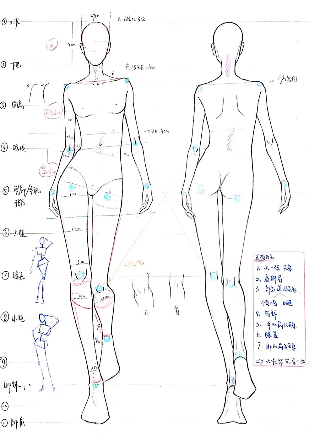 人体动态｜女人体走姿正背面 课程示范