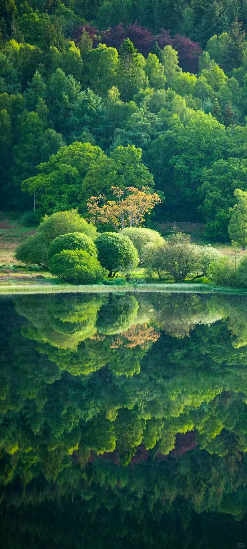 今日壁纸丨森林物语