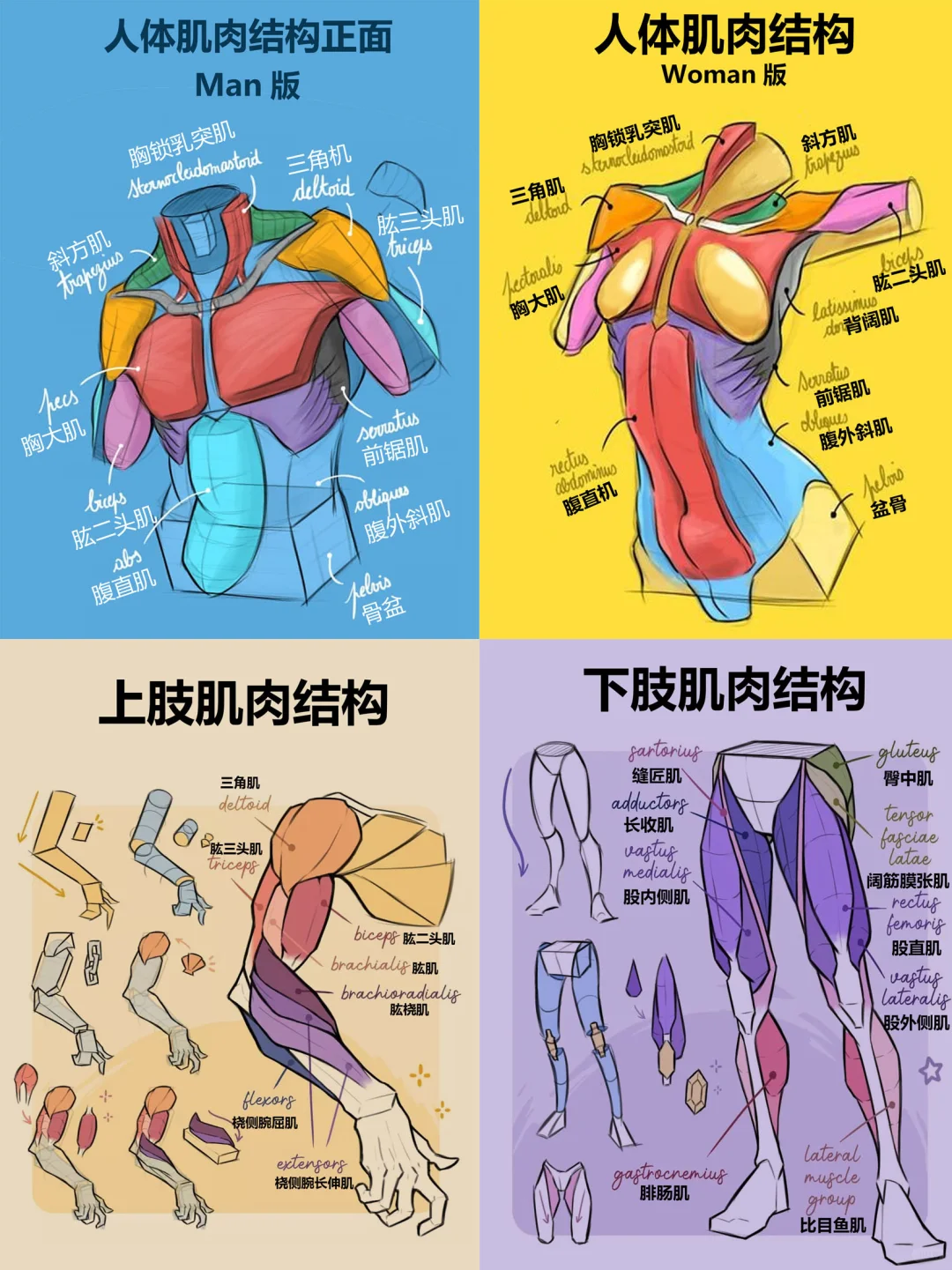 人体结构动态绘画练习笔记