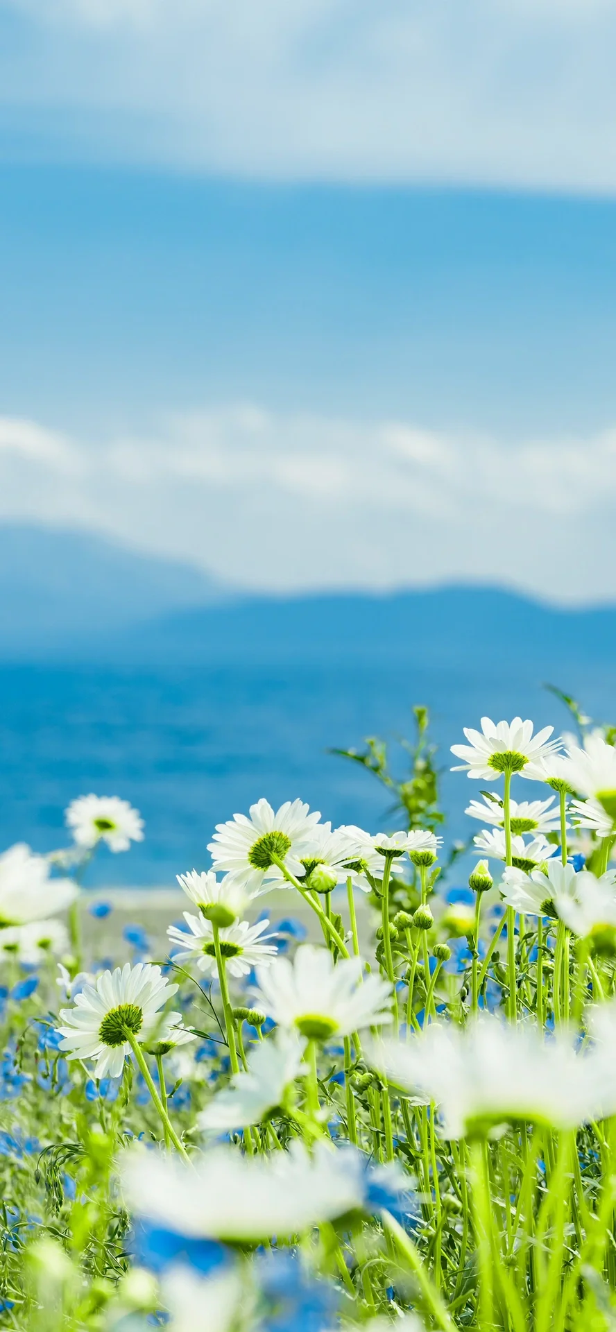 赛里木湖 |夏日限定壁纸