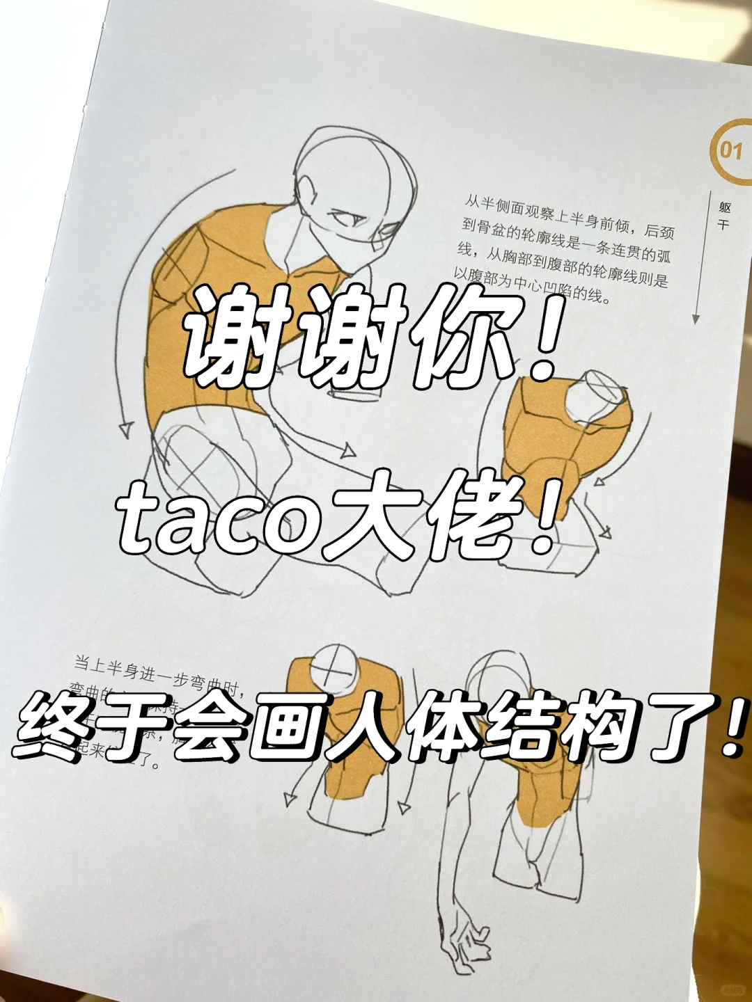 总算不用高价买原版了！！taco的人体结构教程