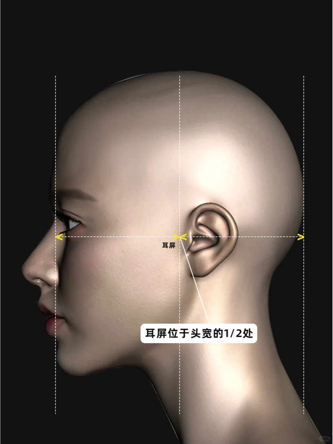 【面部比例】参考大全