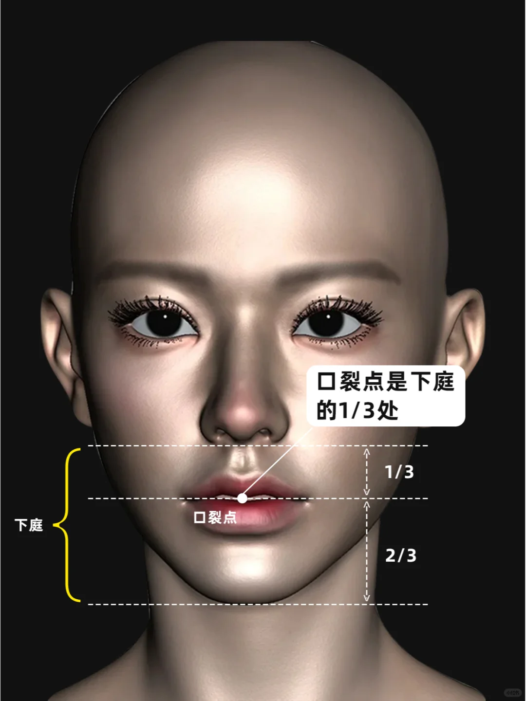 【面部比例】参考大全