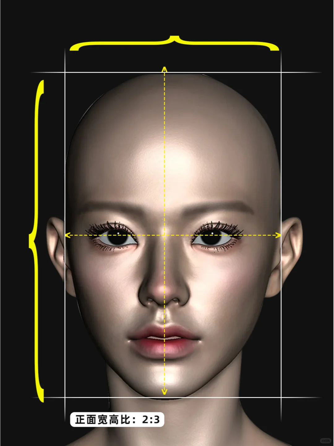 【面部比例】参考大全