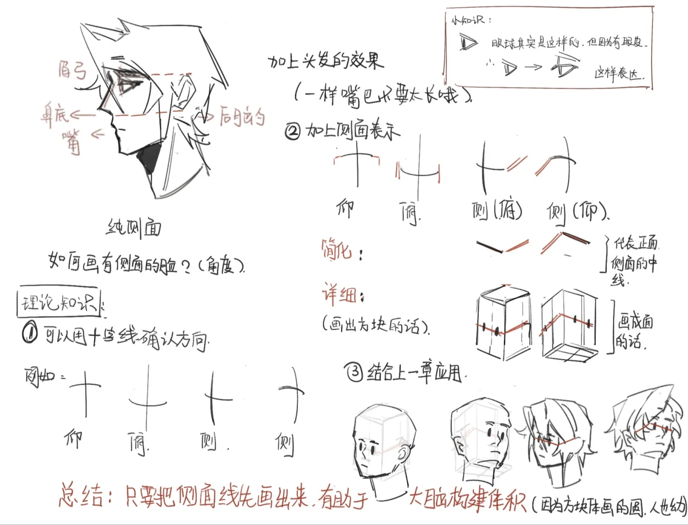 我流头部透视法小技巧—侧面篇