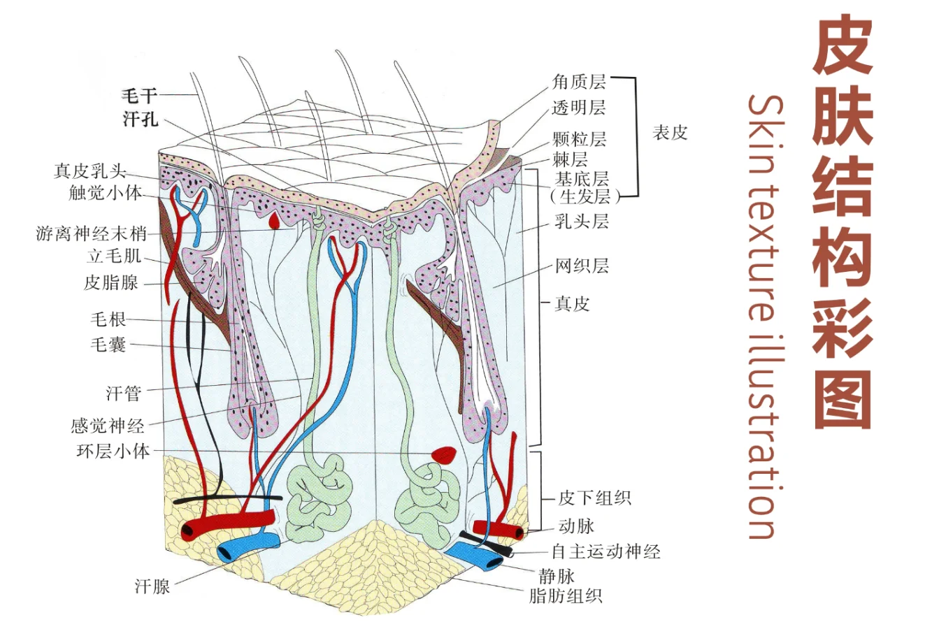 皮肤油腻、长痘痘、晒伤、晒斑，而这些都跟