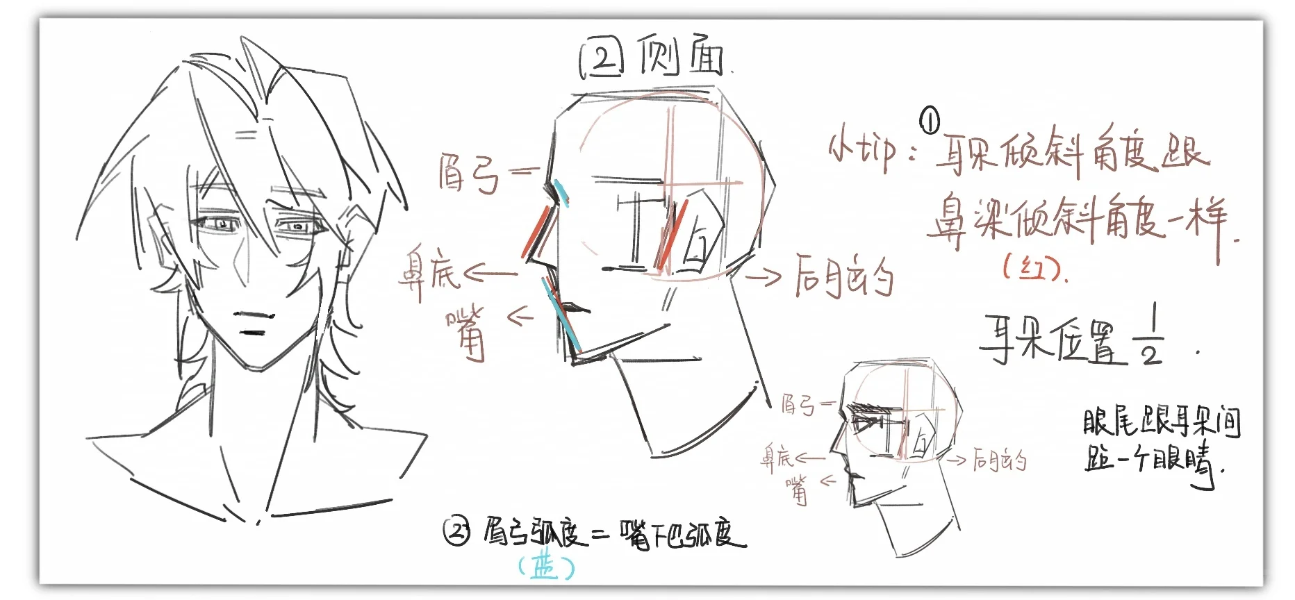 我流头部透视法小技巧—侧面篇