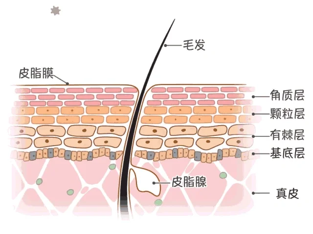 皮肤油腻、长痘痘、晒伤、晒斑，而这些都跟