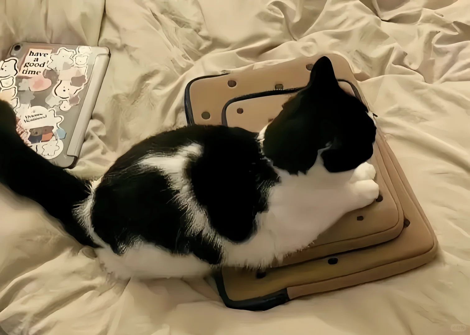 iPad壁纸?猫猫狗狗11