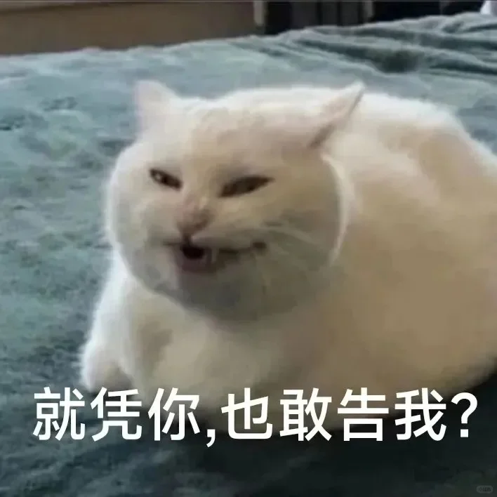 小猫咪表情包