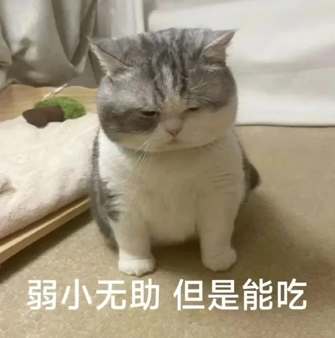 小猫咪表情包