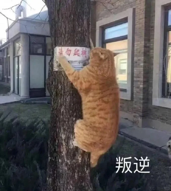 小猫：想刀人的心是藏不住的