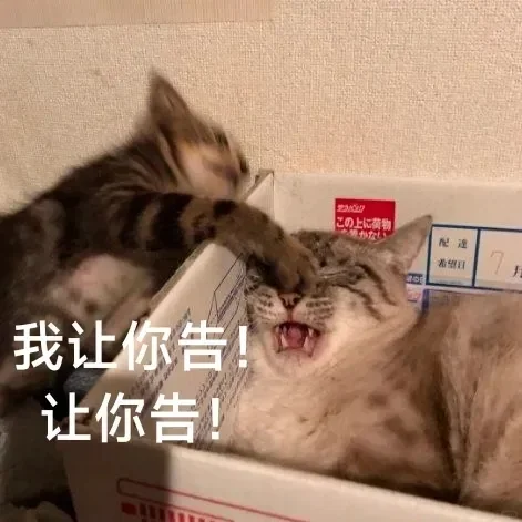 小猫咪表情包