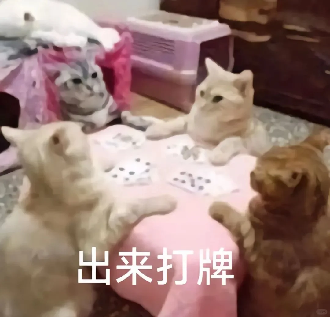 小猫咪表情包