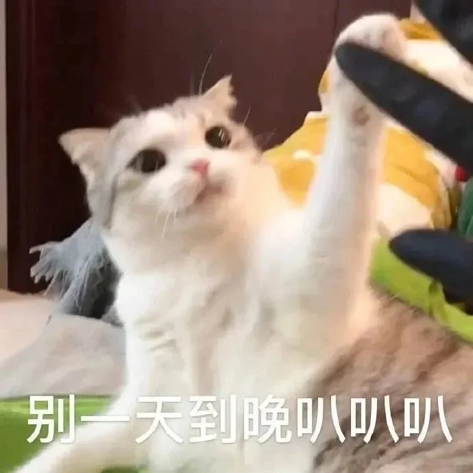 小猫咪表情包