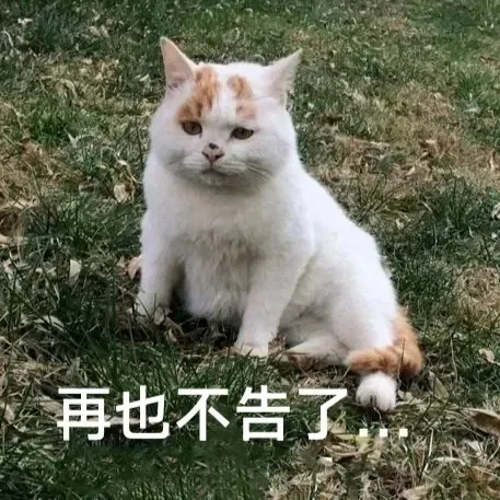 小猫咪表情包