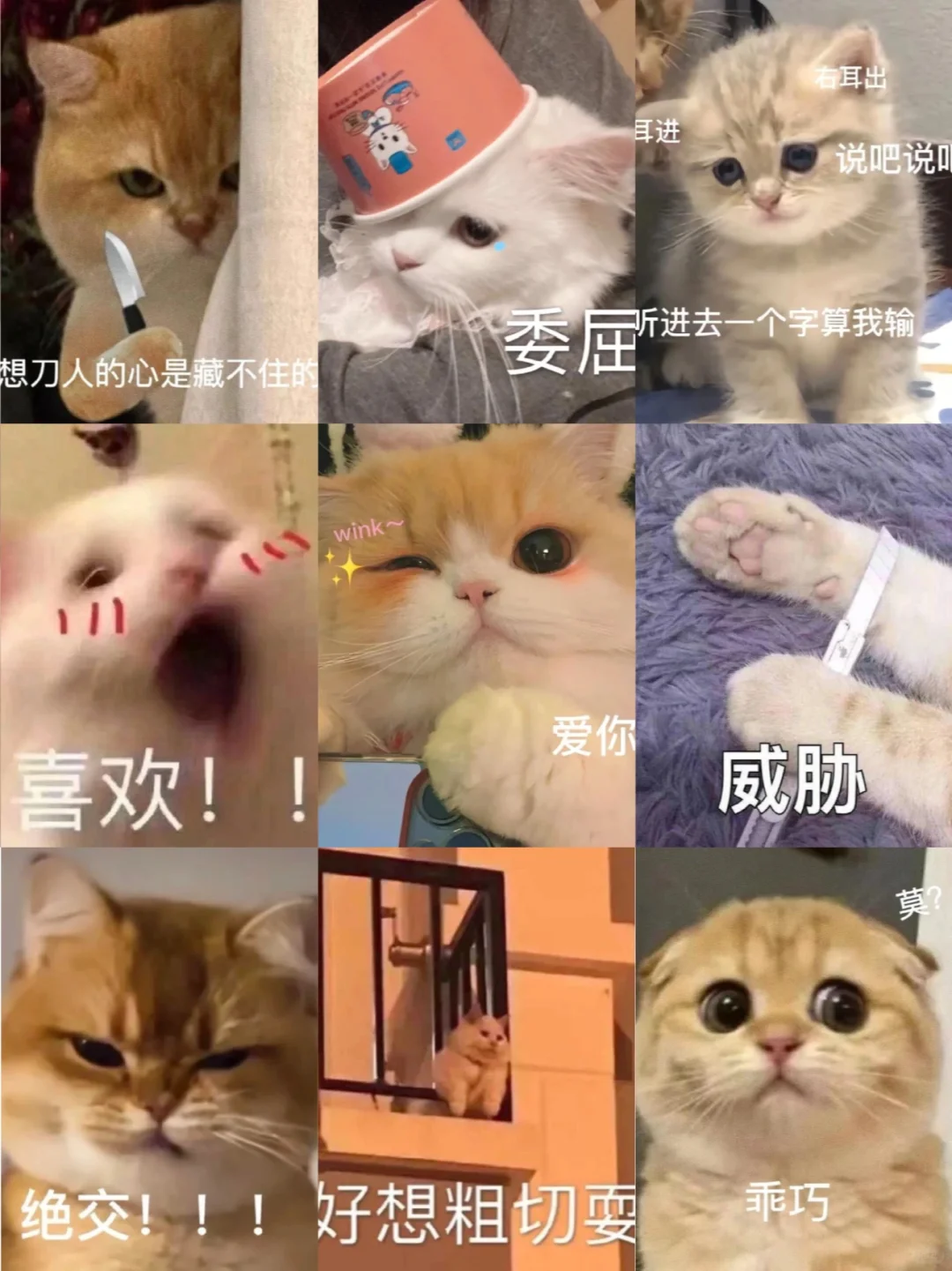 小猫：想刀人的心是藏不住的