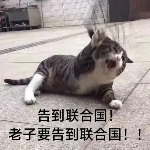 小猫咪表情包