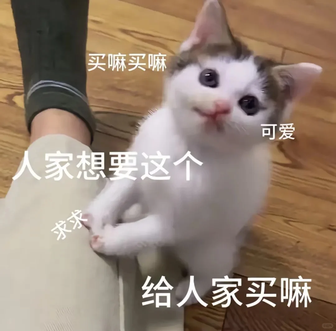 小猫咪表情包