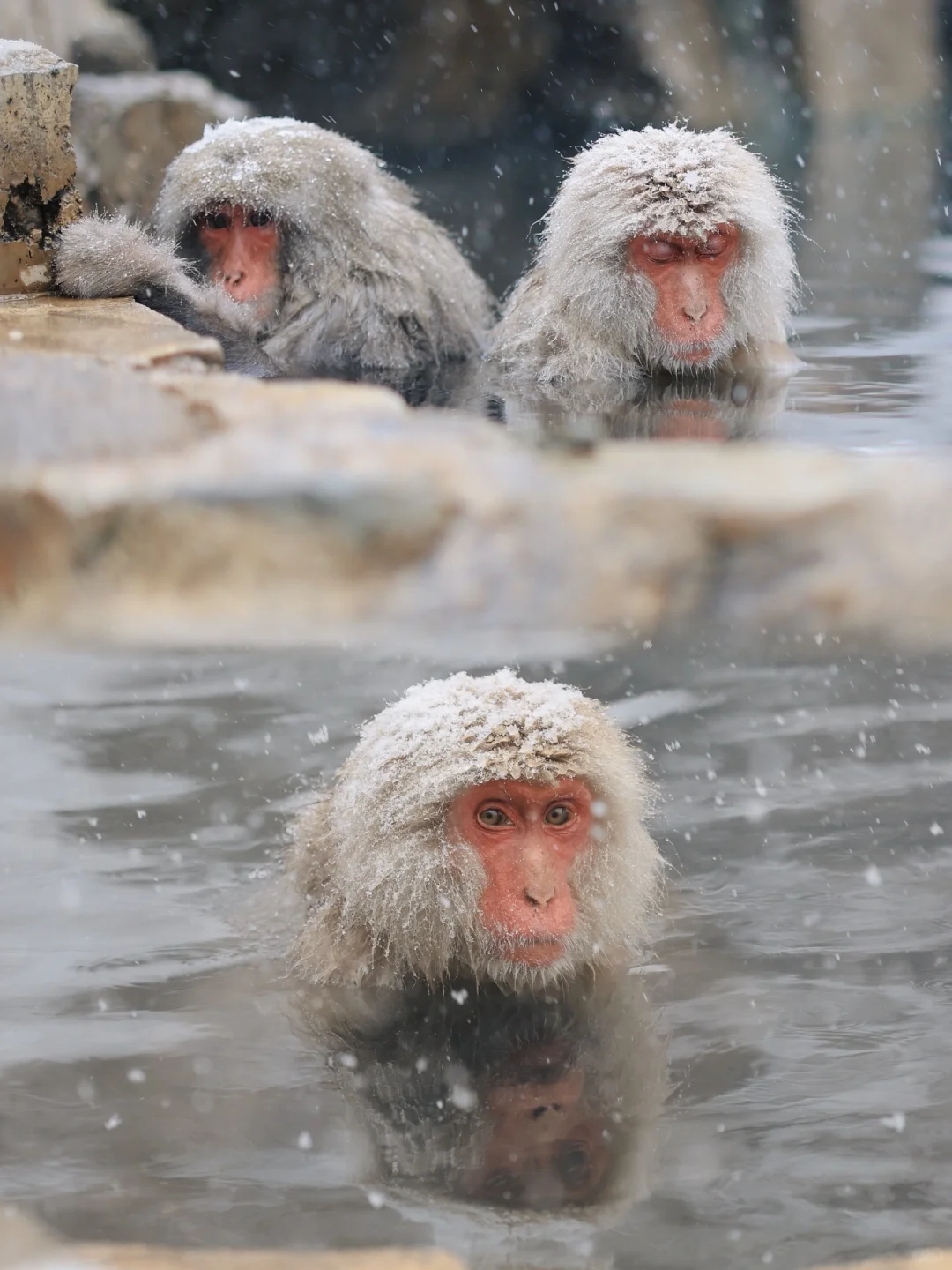 千与千寻照进现实❄️♨️年度温泉大赏！