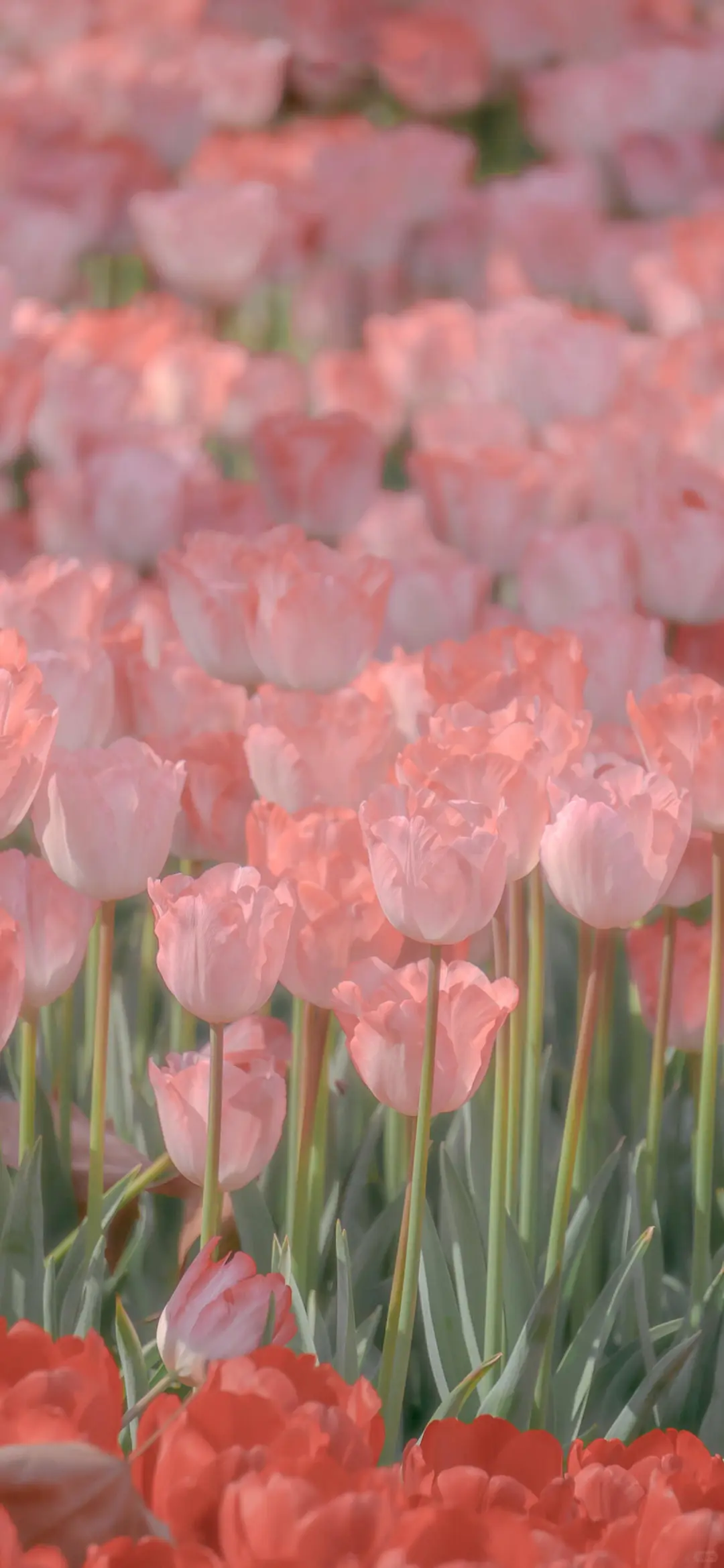 ·share｜漂亮花花手机壁纸?